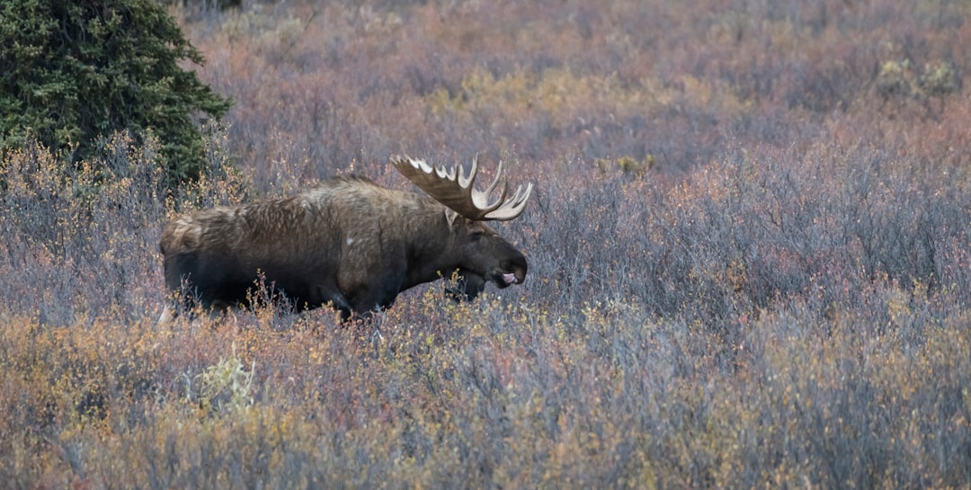 Denali National Park: Grizzly Bears and Caribou (image credits: unsplash)