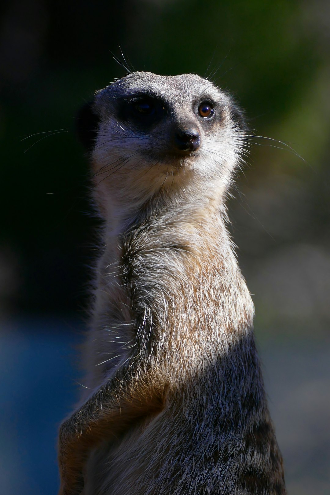 Australia: Wildlife Conservation Efforts (image credits: unsplash)