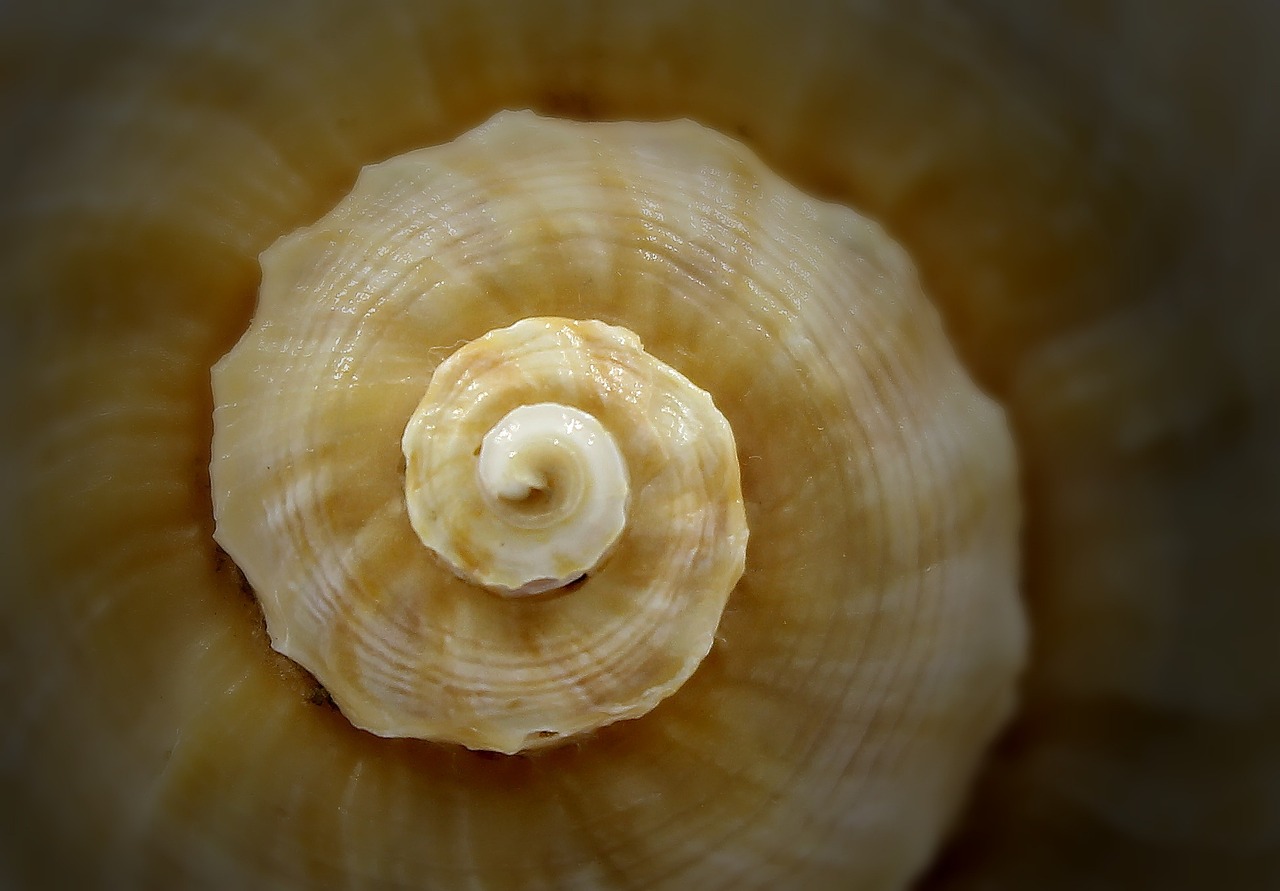 Seashell Spirals (image credits: pixabay)