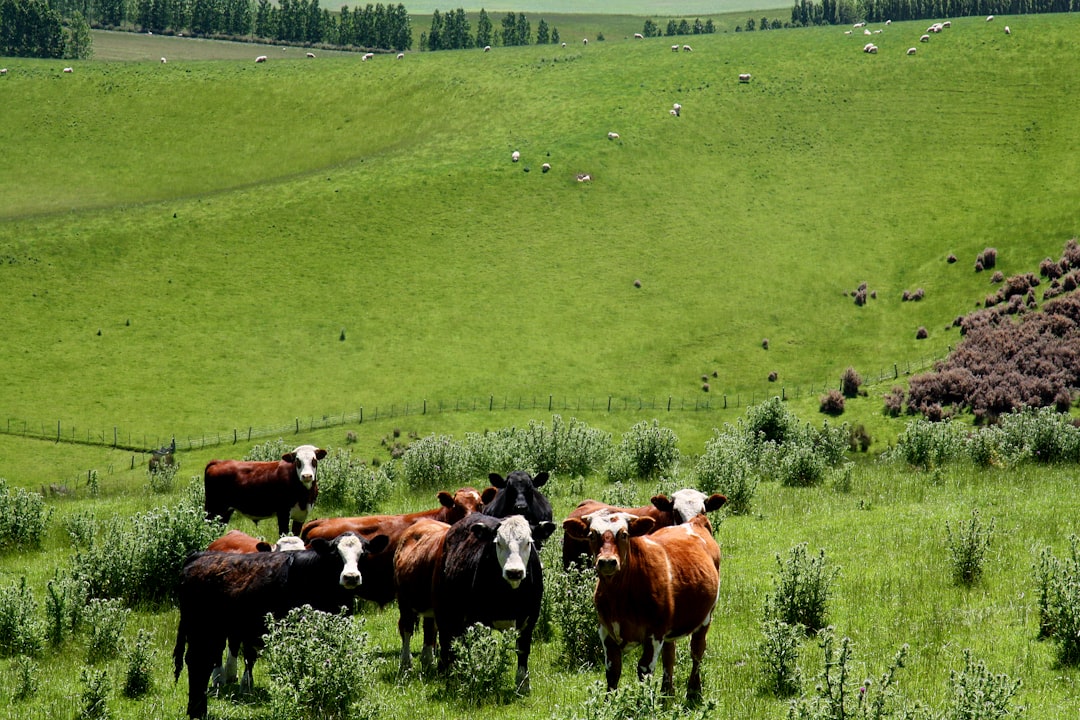 New Zealand: Serene Skies and Booming Agriculture (image credits: unsplash)