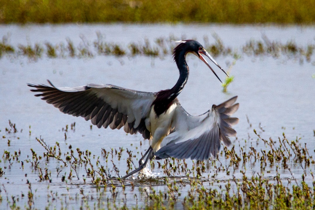Habitat Loss and Fragmentation (image credits: unsplash)