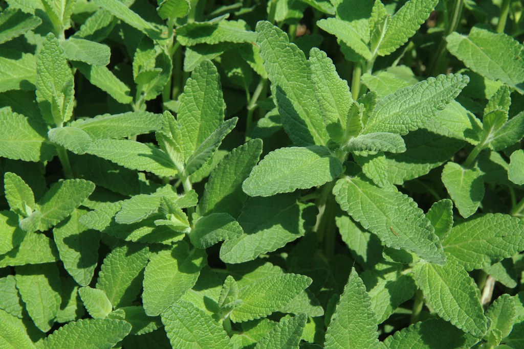 15. Catnip (Nepeta cataria) - The Feline Favorite That Rats Fear (image credits: flickr)
