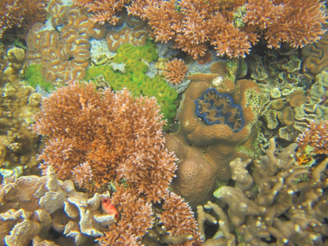 Palau Ocean Paradise Under Threat (image credits: wikimedia)