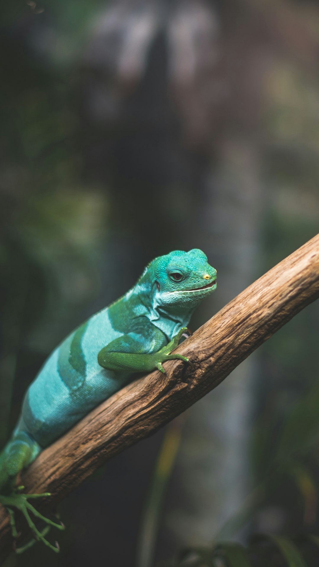 The International Cryptozoology Museum, Maine (image credits: unsplash)
