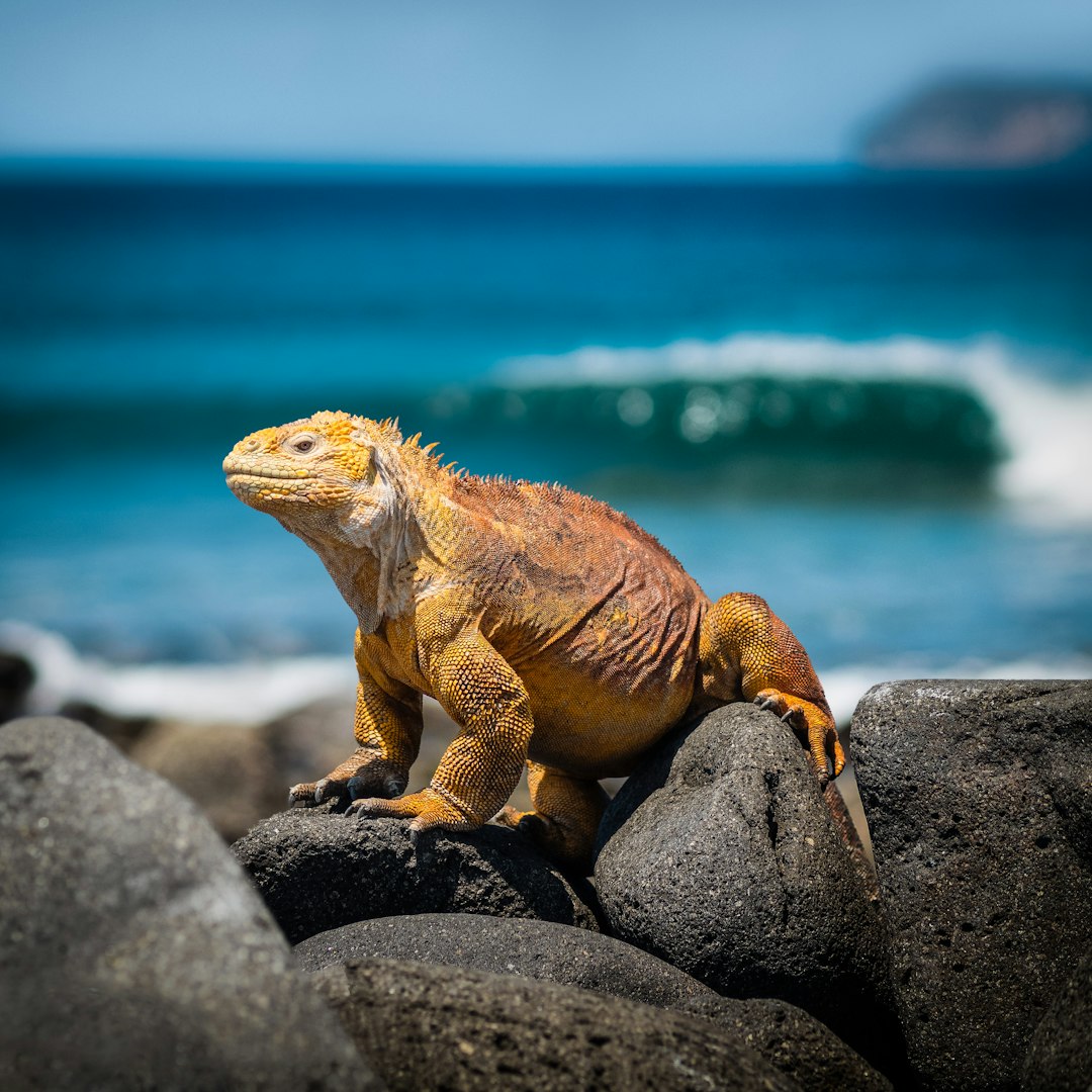 Galápagos Islands Nature’s Fragile Laboratory (image credits: unsplash)