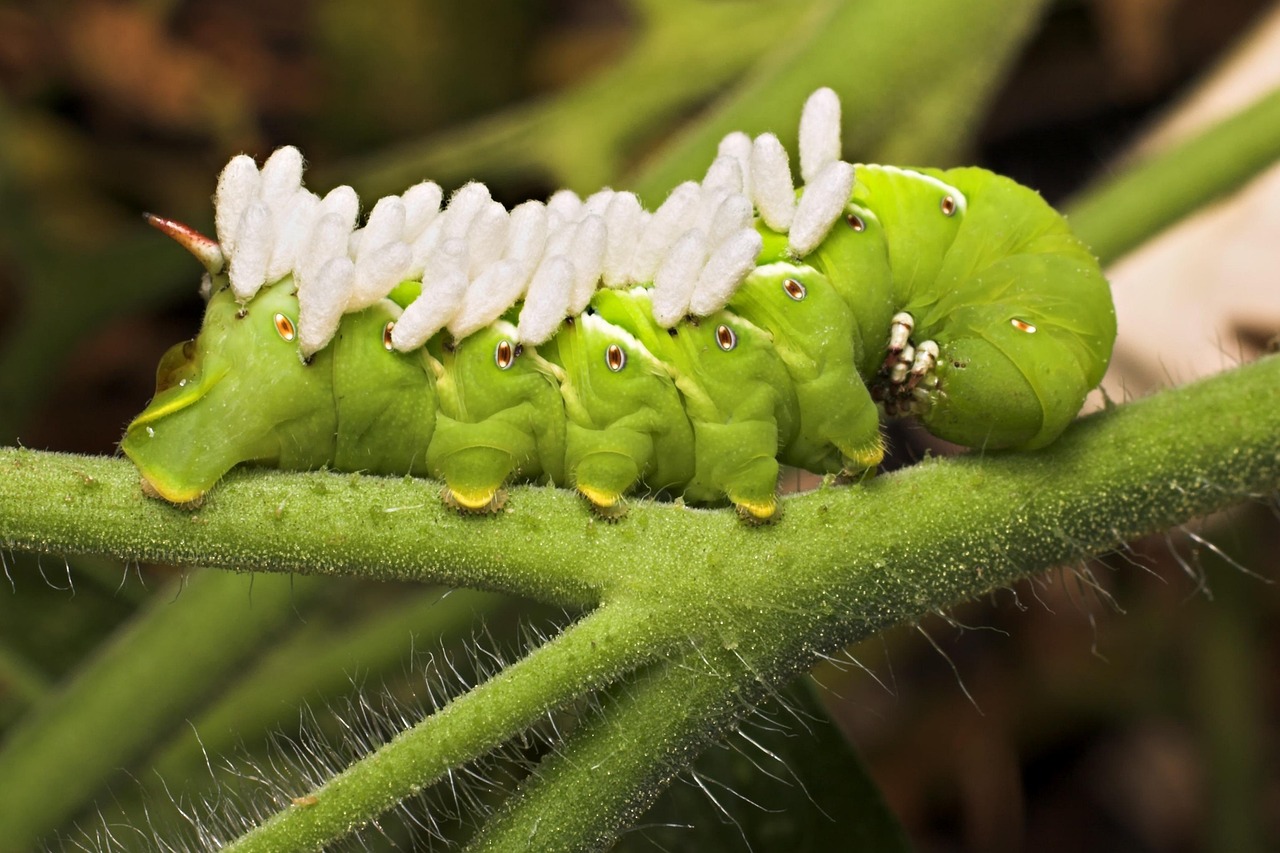 17. Hornworms: The Garden's Most Destructive Caterpillars (image credits: pixabay)