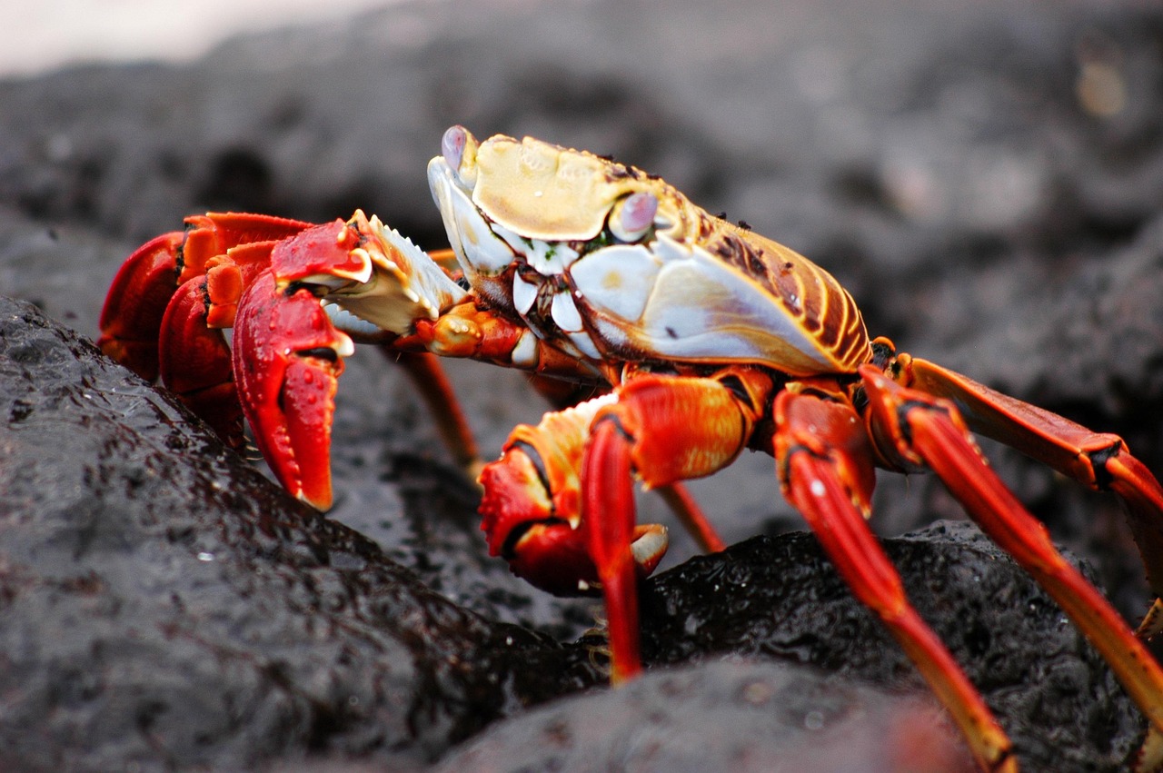 Galapagos Islands, Ecuador: Nature’s Last Stand (image credits: pixabay)