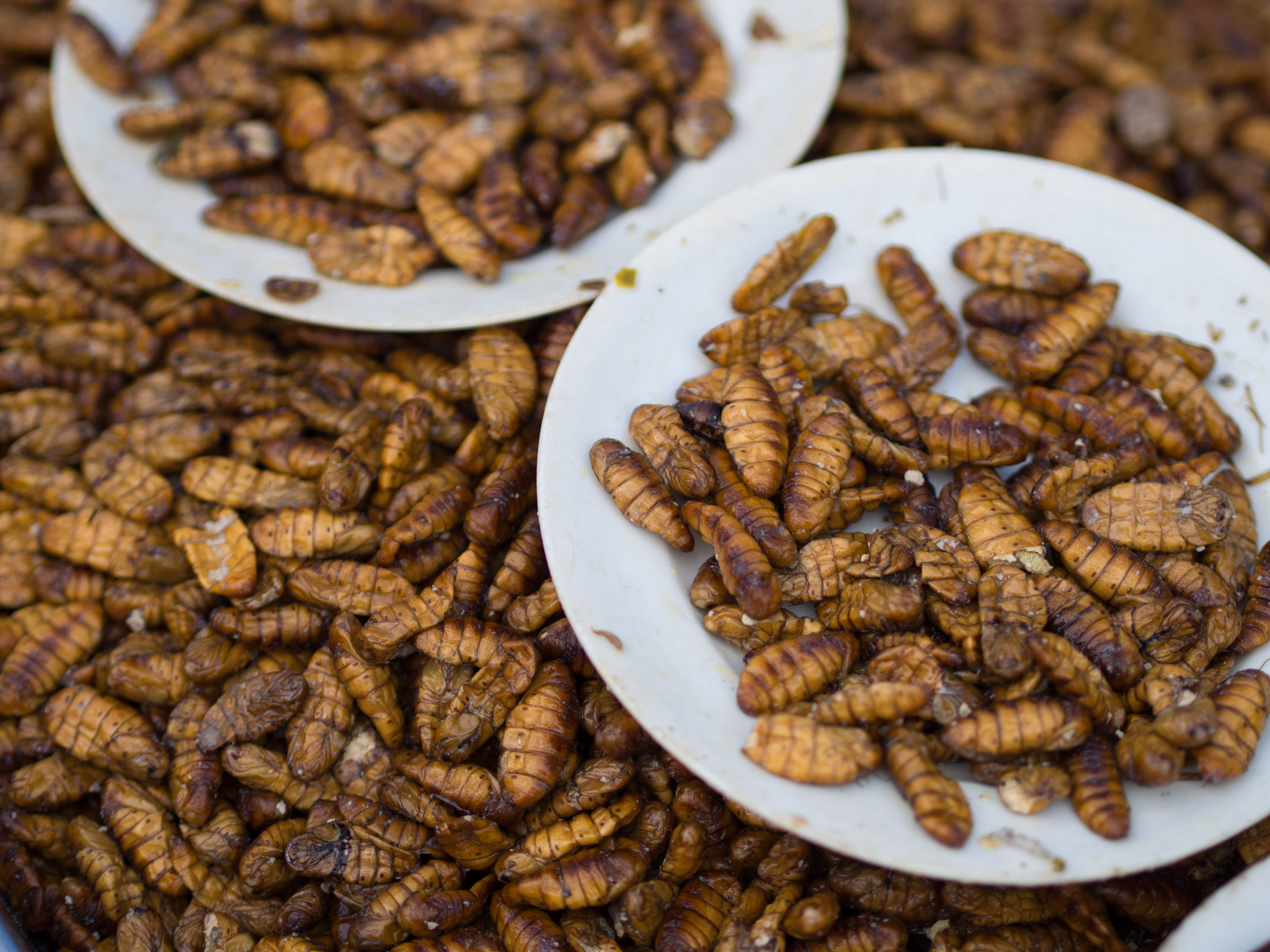 Fried Silkworm Pupae: A Nutty, Protein-Packed Favorite (image credits: wikimedia)