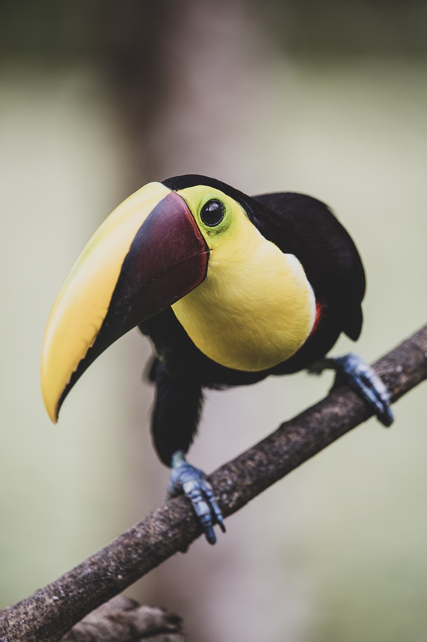 Costa Rica: Pura Vida and Local Kindness (image credits: pixabay)