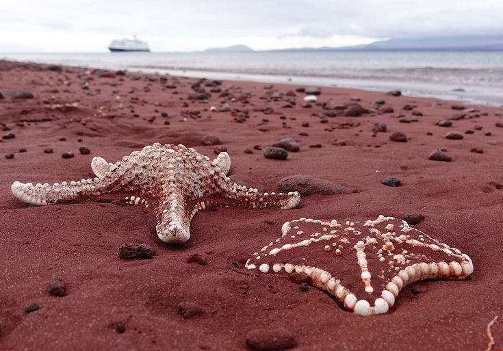 Rabida Island: A Red Beach Sanctuary