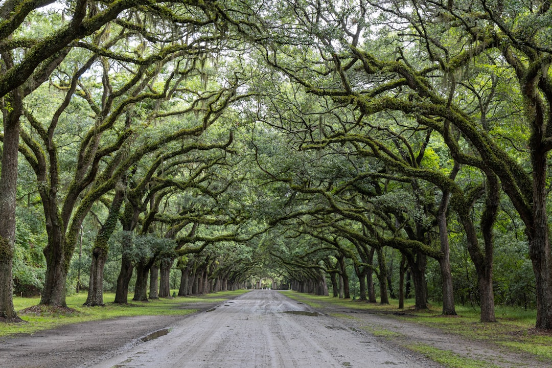 Savannah Oak Trees and Ghost Stories (image credits: unsplash)