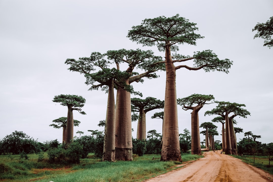Madagascar: The Island of Unique Biodiversity (image credits: unsplash)