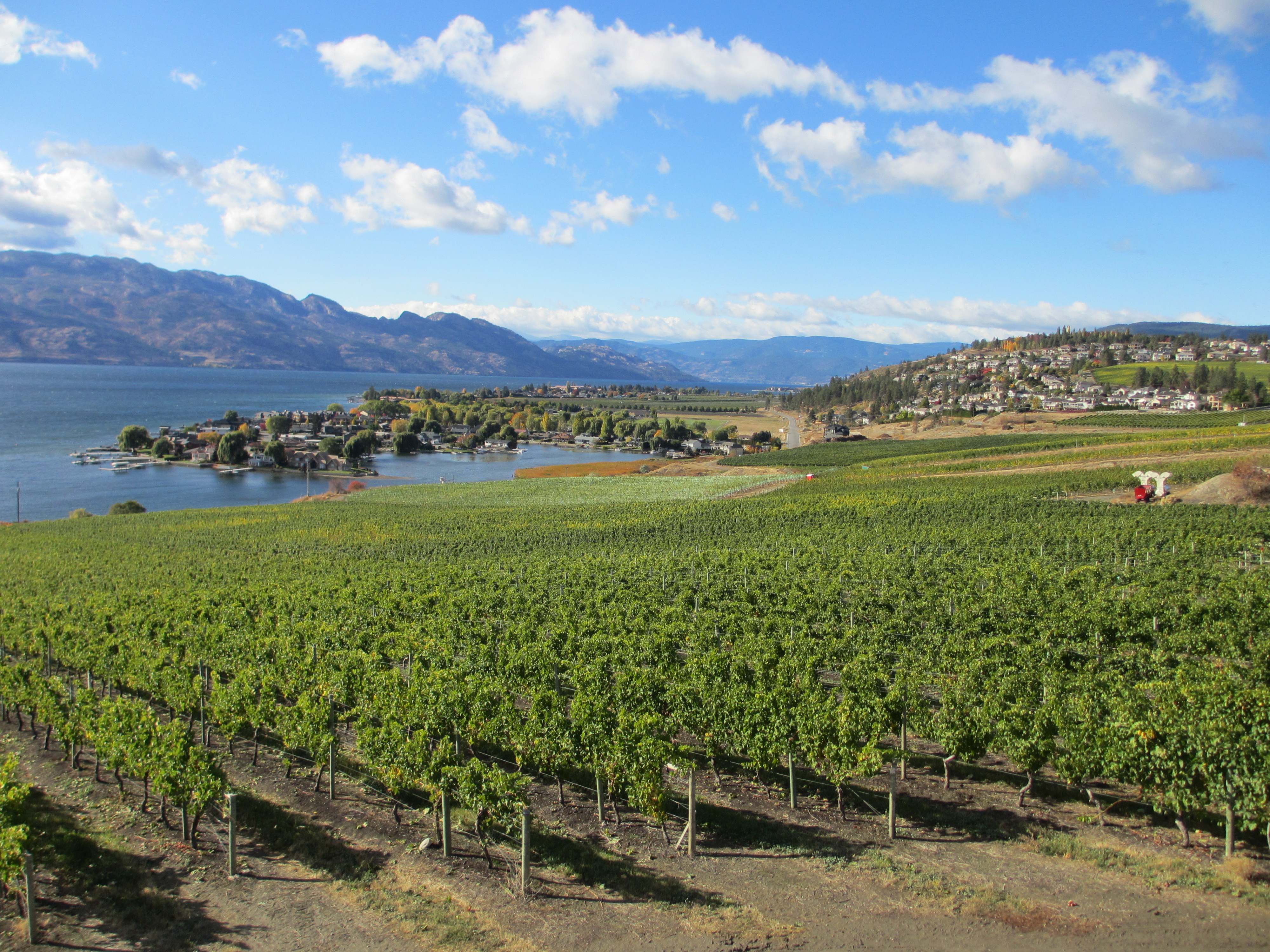 Kelowna Vineyards and Vacationers (image credits: wikimedia)