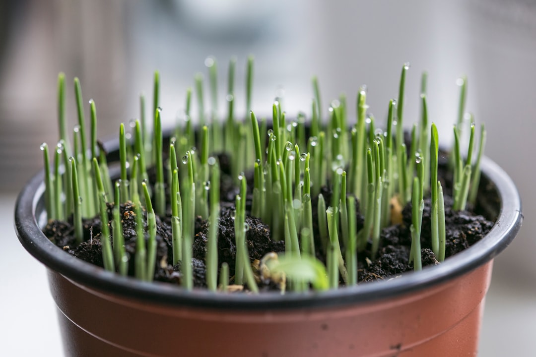 Certain seeds and plants are treated like dangerous weapons (image credits: unsplash)
