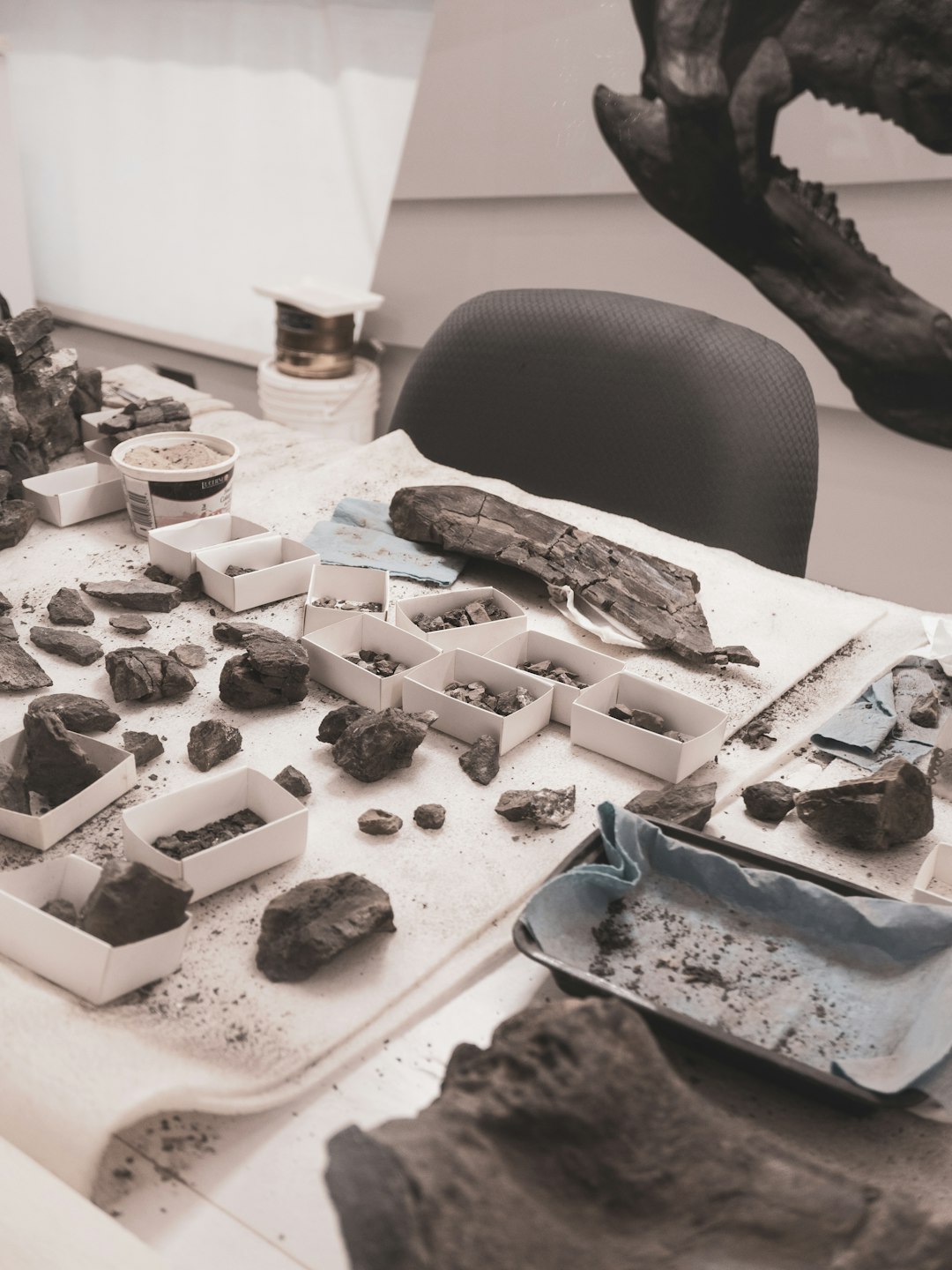 Gateway to the Past: Fossils and Human Origins (image credits: unsplash)