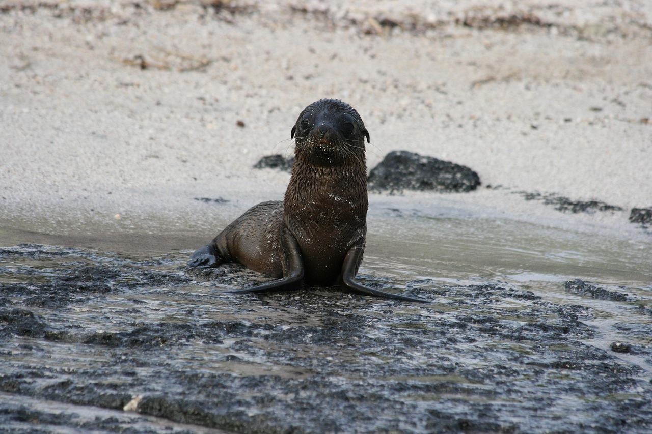 Galapagos Islands, Ecuador: Protecting Biodiversity (image credits: pixabay)