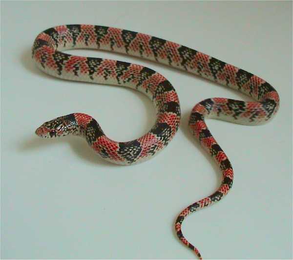 The Eye-Catching Long-Nosed Snake