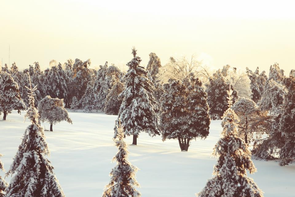 12. Canada: The Endless Winter (image credits: stocksnap)