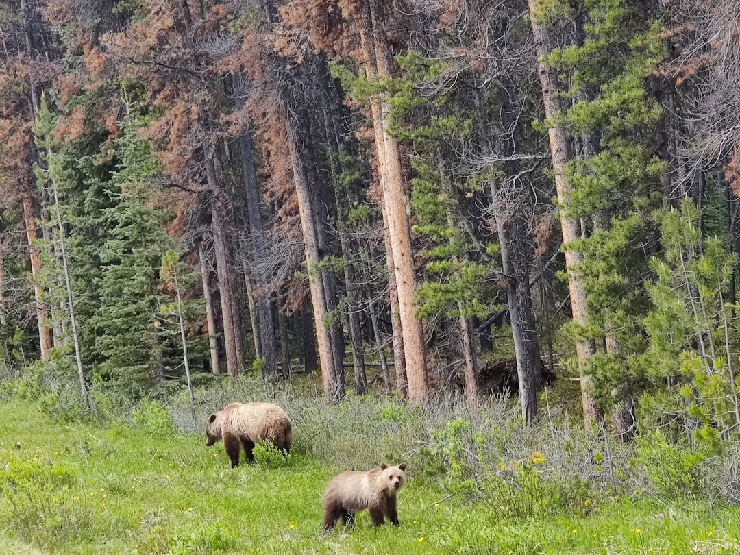 Jasper Straining to Stay Wild (image credits: wikimedia)