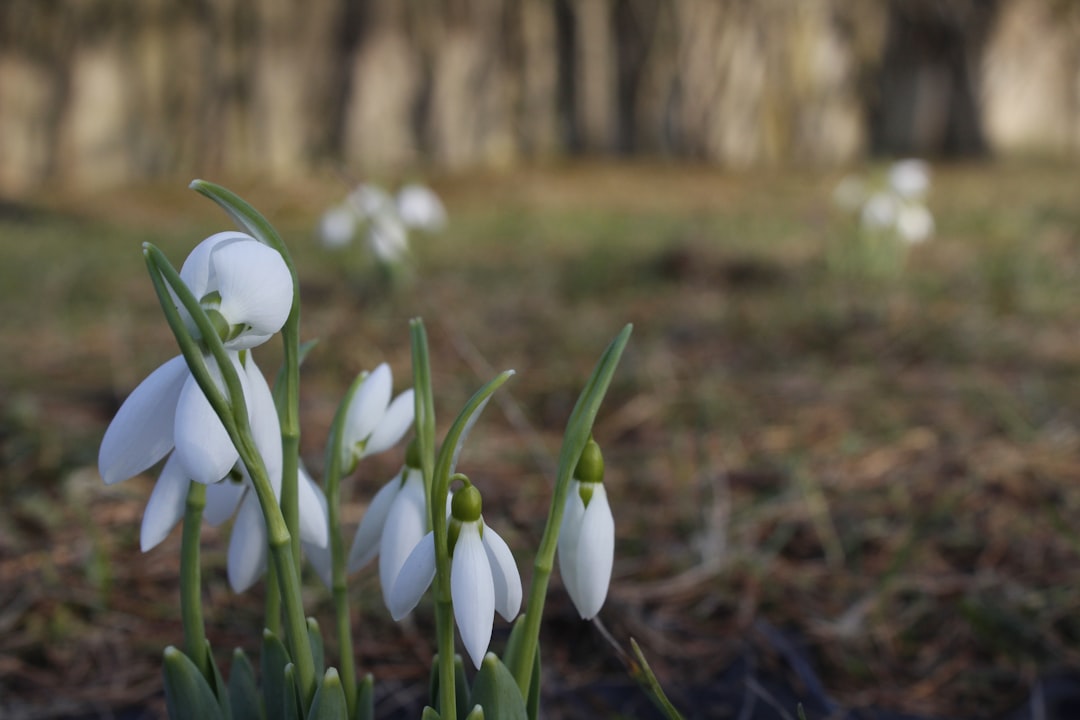 22. Snowdrops (Galanthus nivalis) - The Early Spring Sentinels (image credits: unsplash)