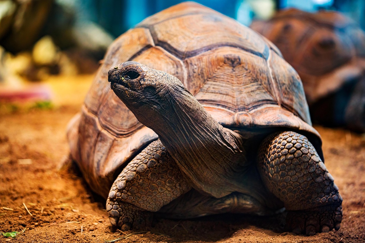 Galápagos Islands, Ecuador: Protecting Biodiversity (image credits: pixabay)