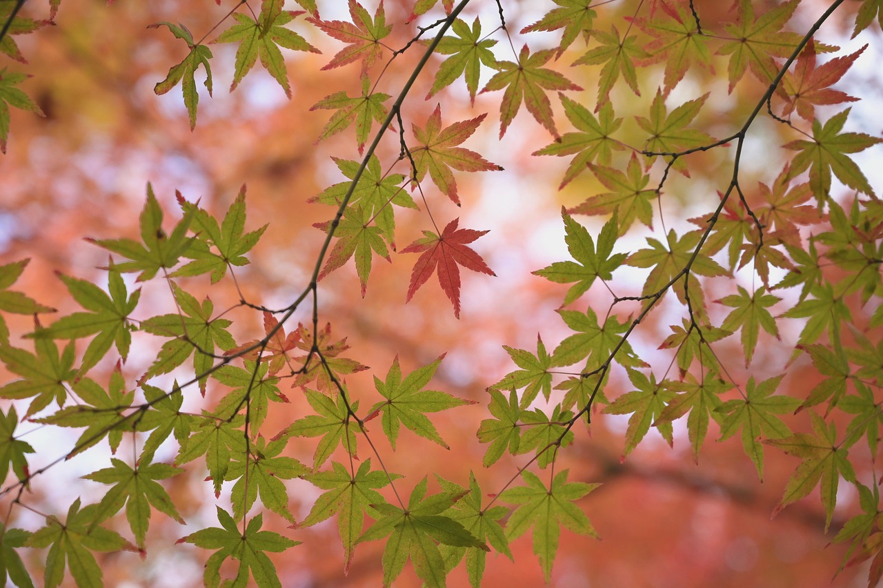Japan: Tradition and Transformation in Every Season (image credits: pixabay)