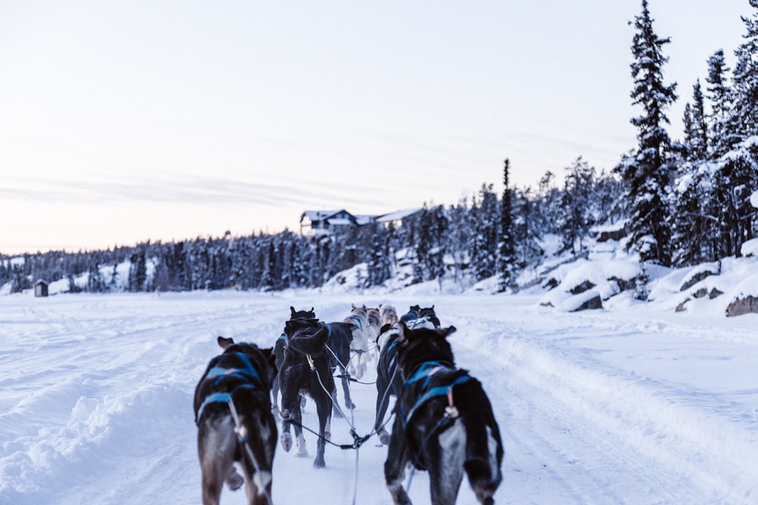Unique Winter Activities (image credits: unsplash)