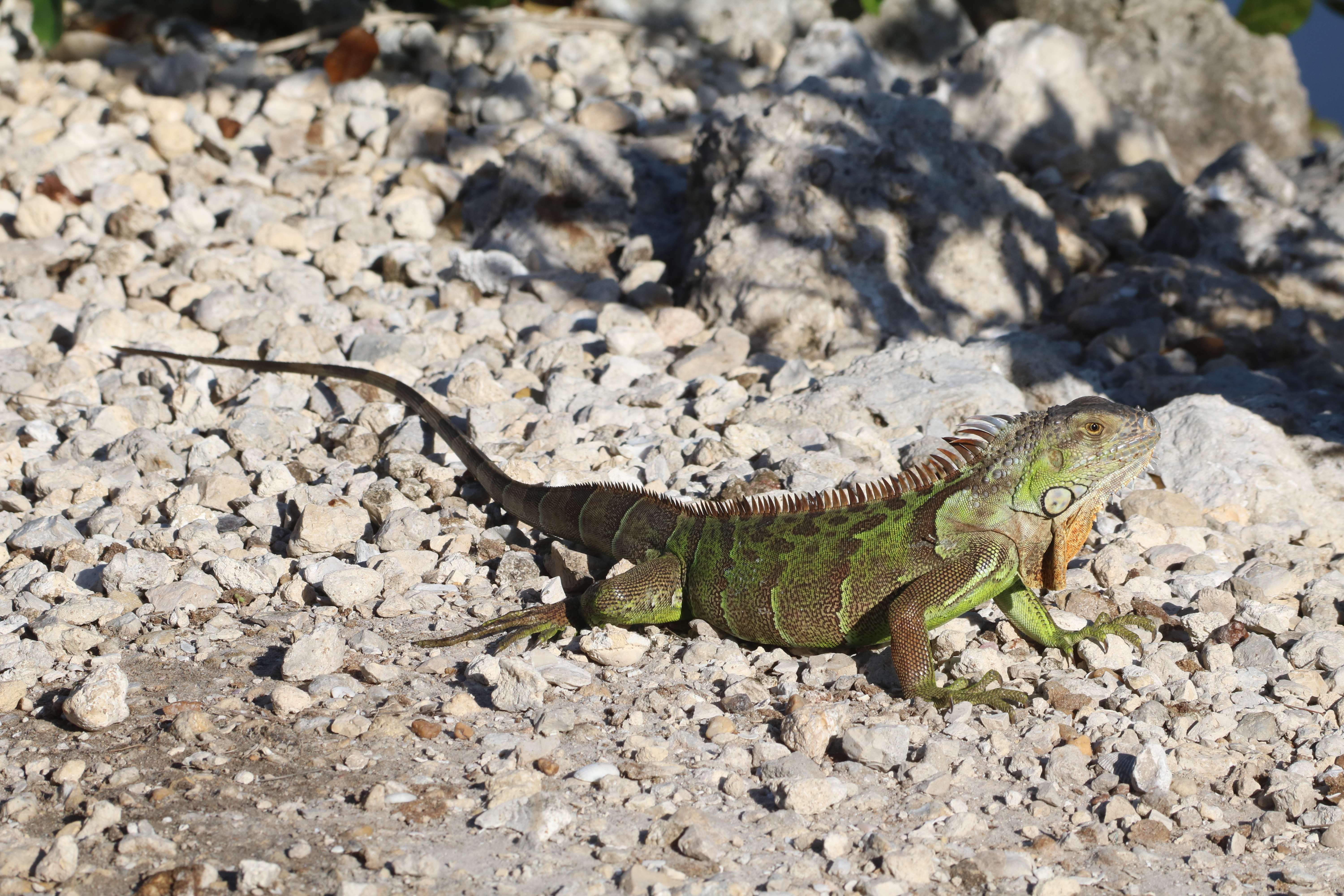 Sanibel Island, Florida (image credits: wikimedia)
