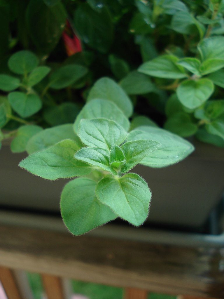 11. Oregano - The Mediterranean Marvel (image credits: flickr)