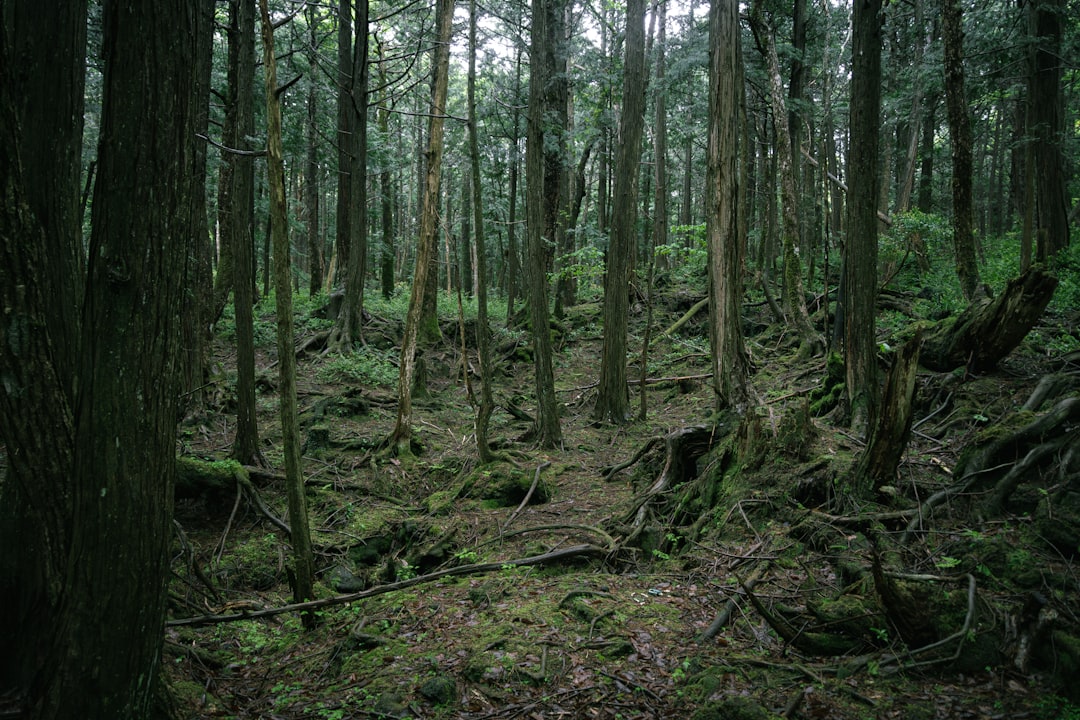 Aokigahara Forest, Japan (image credits: unsplash)