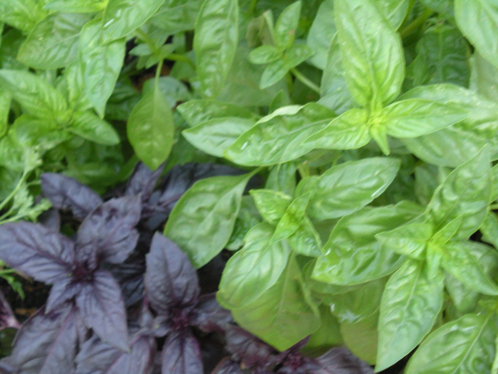 10. Basil (Ocimum basilicum) - The Aromatic All-Star (image credits: flickr)