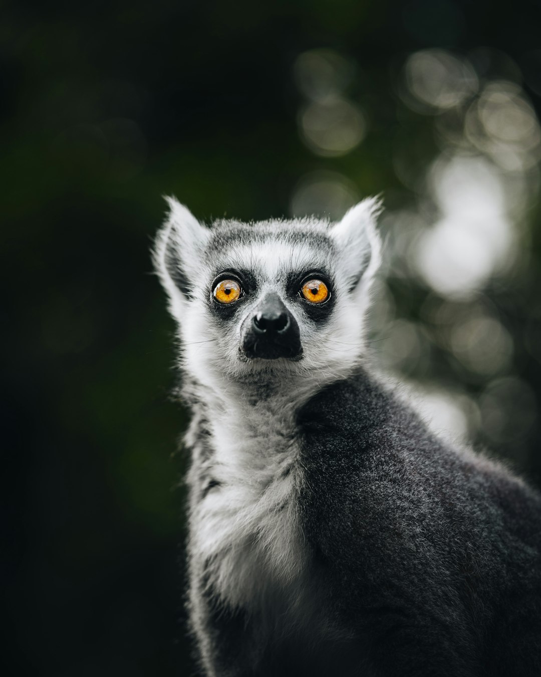 The Hidden Treasures of Madagascar (image credits: unsplash)