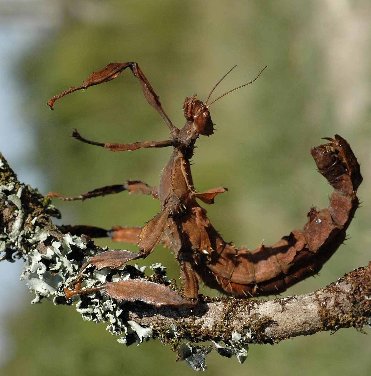 Scorpions on a Stick (image credits: pixabay)