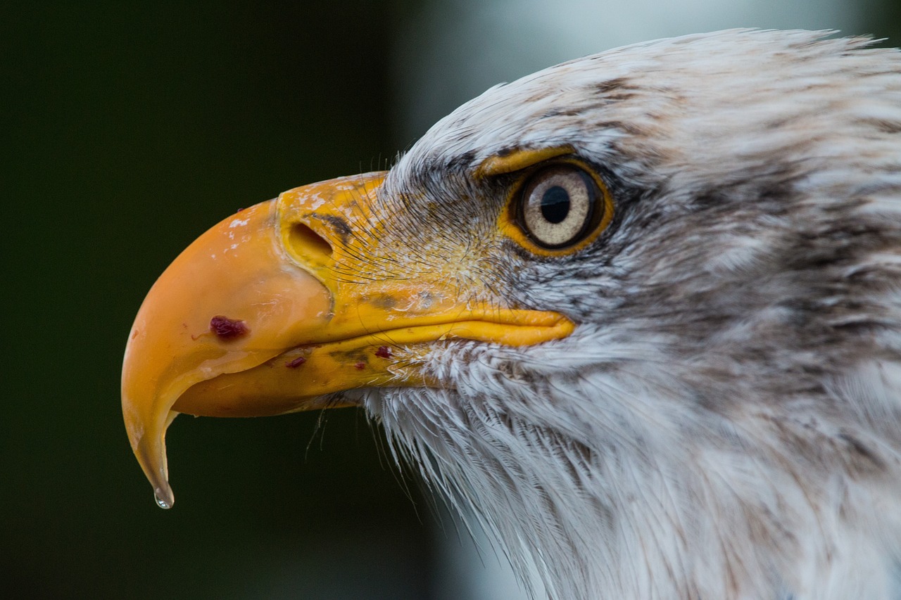Grand Teton National Park: Moose and Bald Eagles (image credits: pixabay)