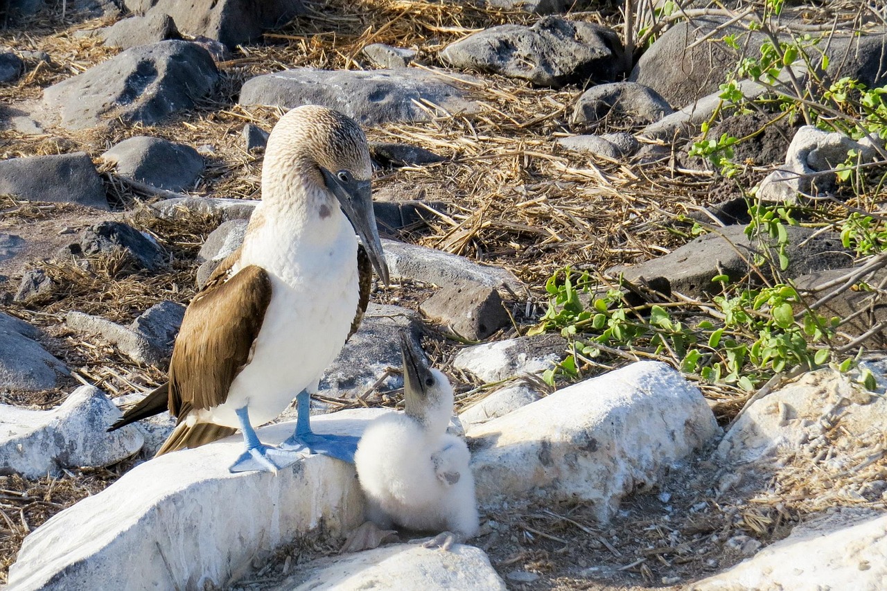 Galápagos Islands, Ecuador: Protecting a Living Laboratory (image credits: pixabay)