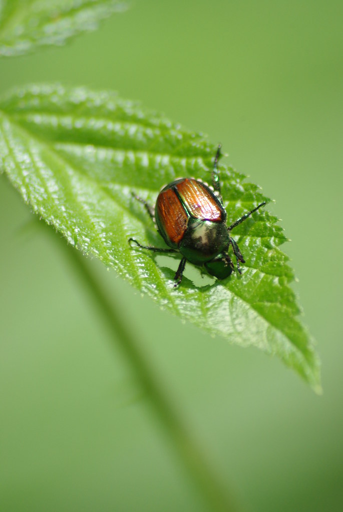 18. Japanese Beetles: The Metallic Menace That Loves Late Summer (image credits: flickr)
