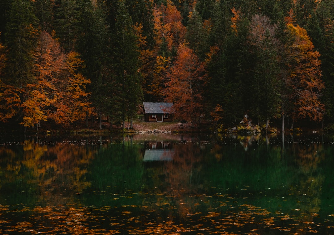 When to Plan Your Forest Escape (image credits: unsplash)