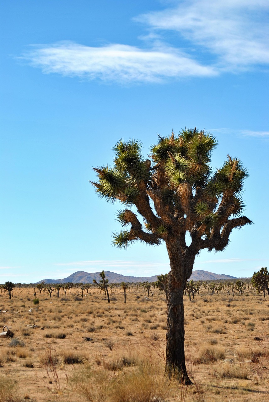 Joshua Tree National Park, California: Alien Landscapes Under Endless Skies (image credits: pixabay)