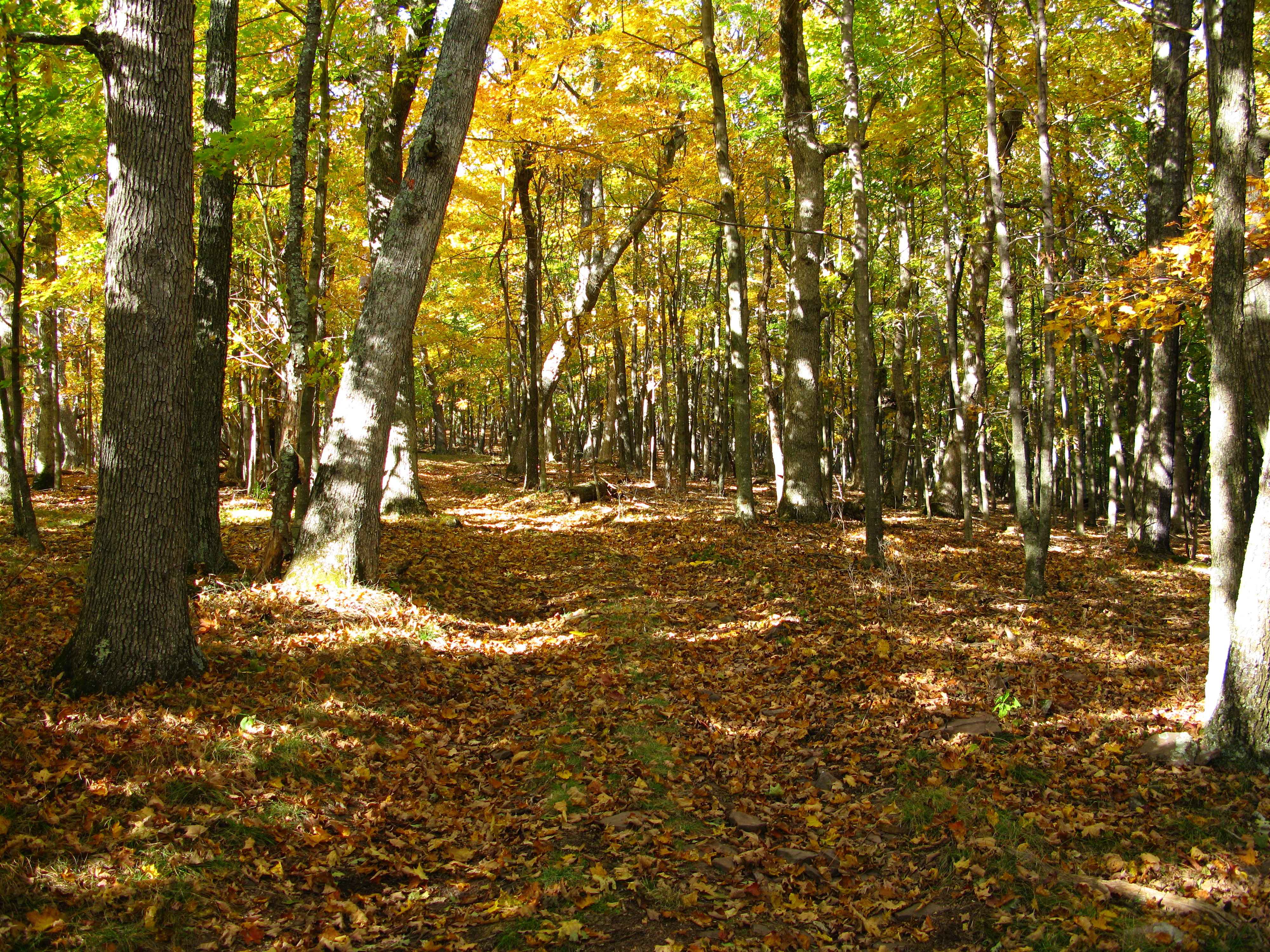 West Virginia: Outdoor Adventures Await (image credits: wikimedia)