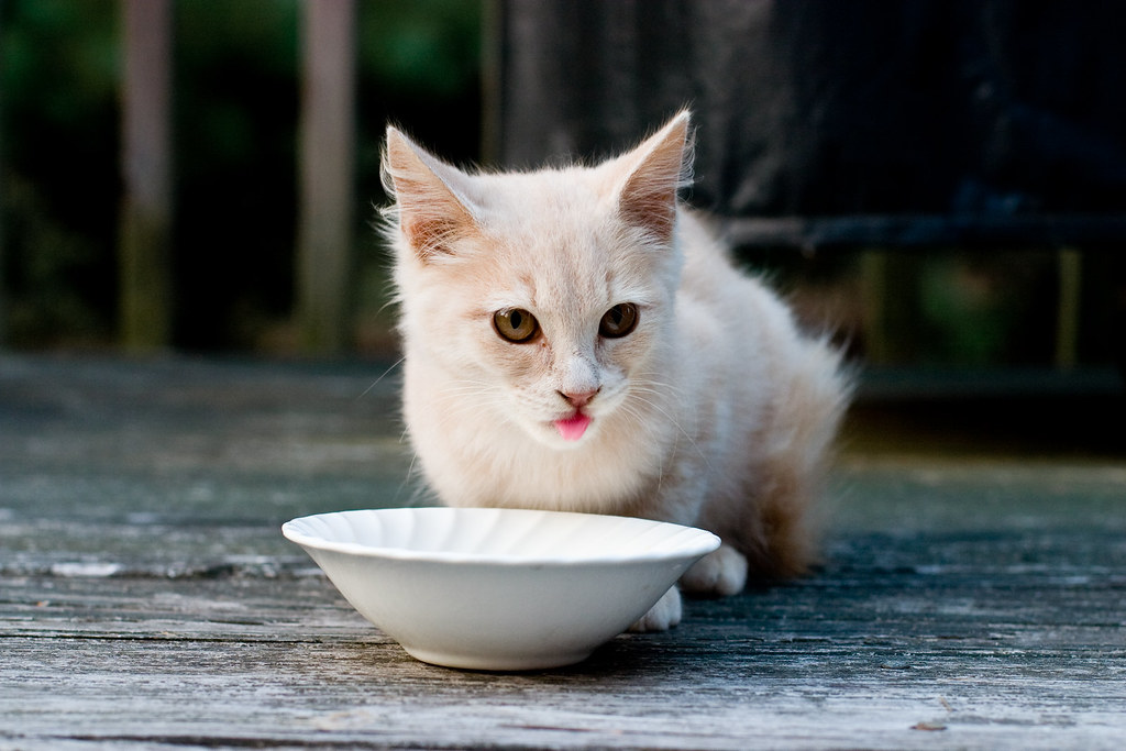 Pet Food and Water Bowls Area (image credits: flickr)