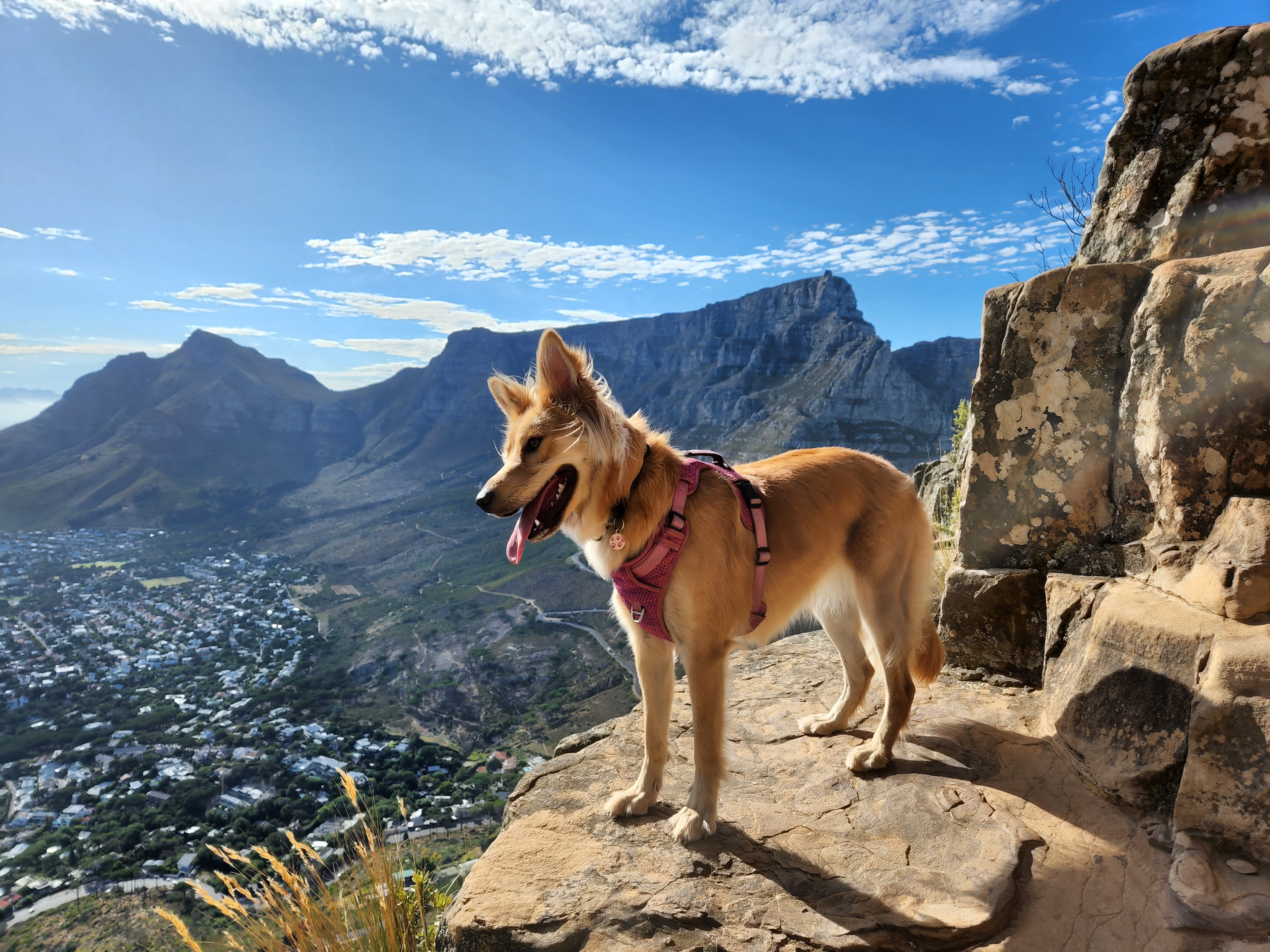 Table Mountain, South Africa: The Heights and Hazards (image credits: wikimedia)