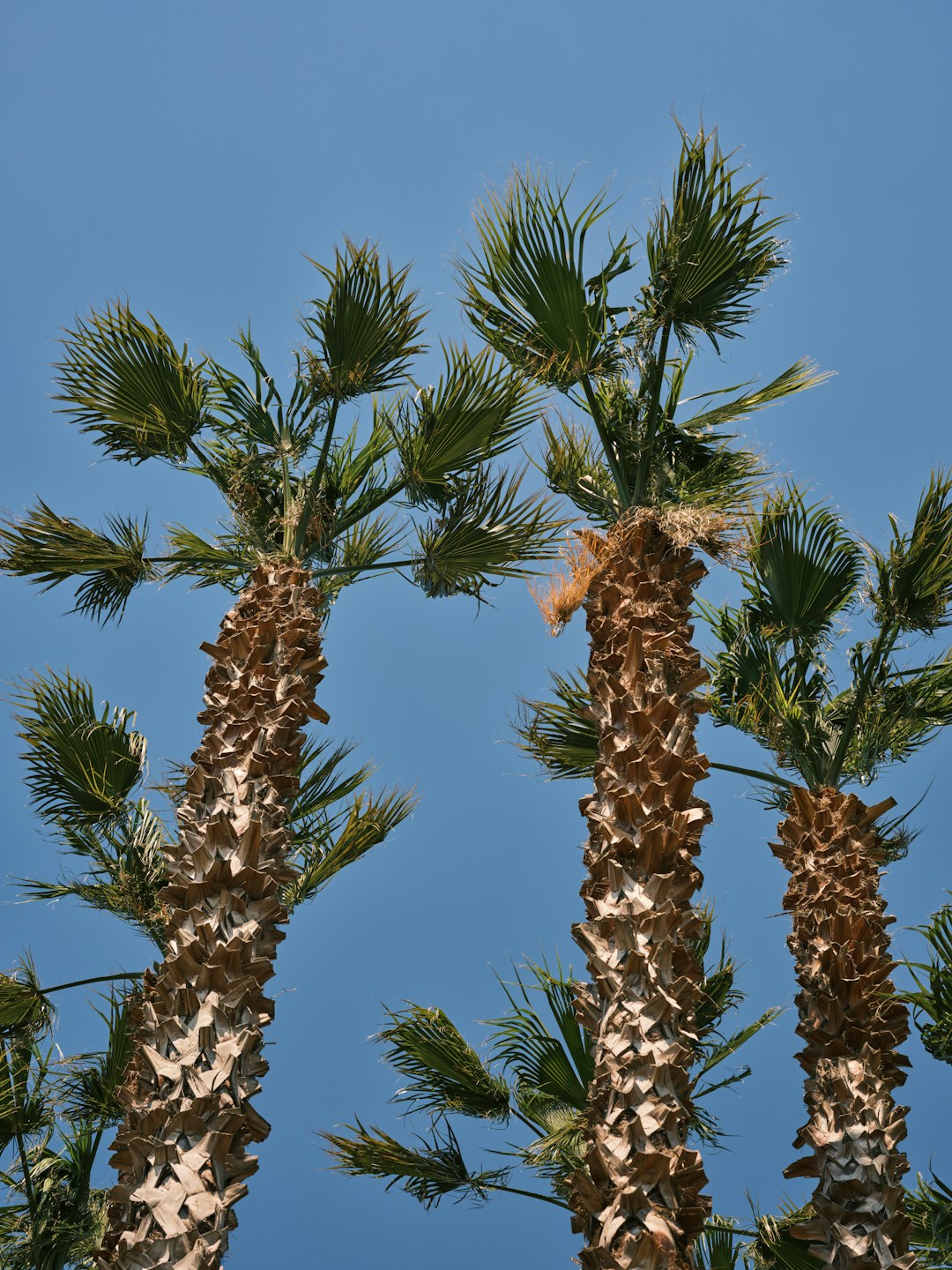 Climate & Seasonal Considerations (image credits: unsplash)