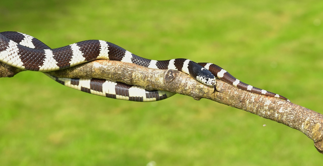 The Enigmatic California Kingsnake