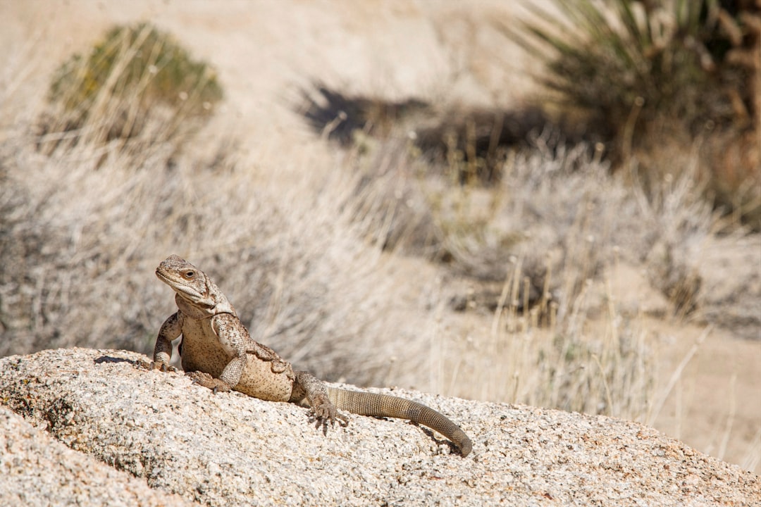 3. Joshua Tree National Park, California (image credits: unsplash)