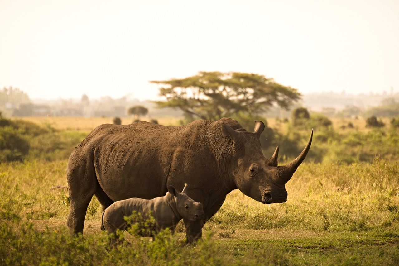Kenya: Safeguarding Wildlife (image credits: pixabay)