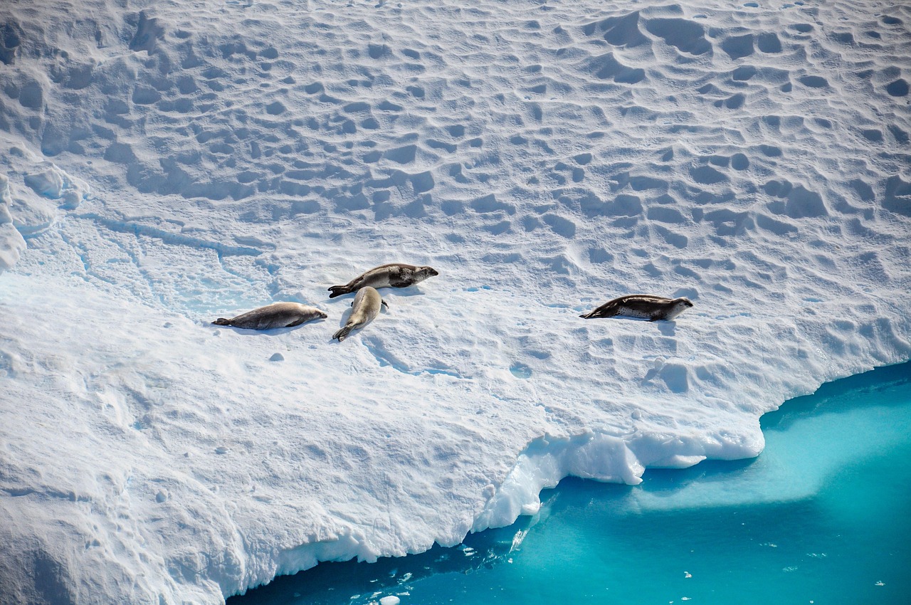 Antarctica: The Ultimate Cold Destination (image credits: pixabay)