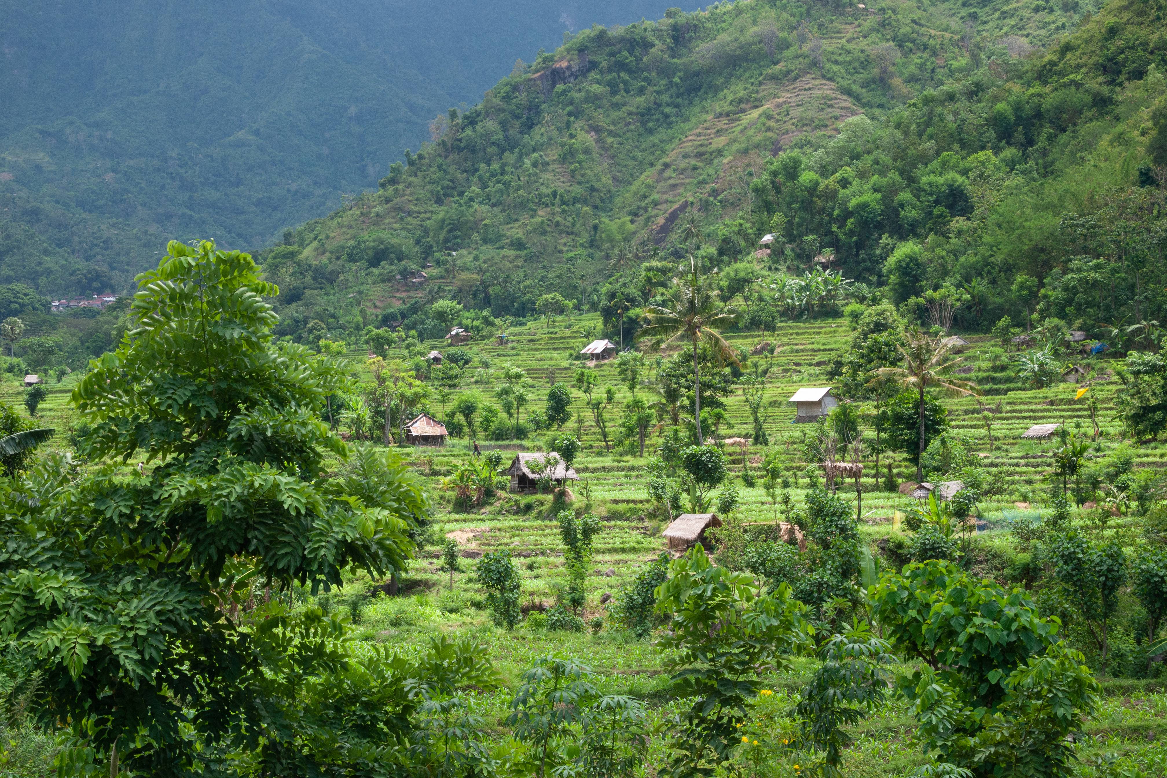 Bali Environmental Awakening (image credits: wikimedia)