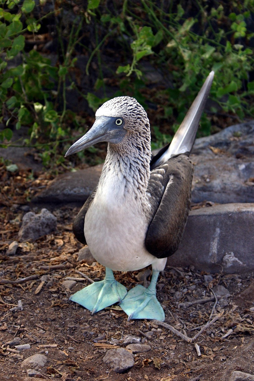 Galapagos Islands, Ecuador: Nature’s Last Stand (image credits: pixabay)
