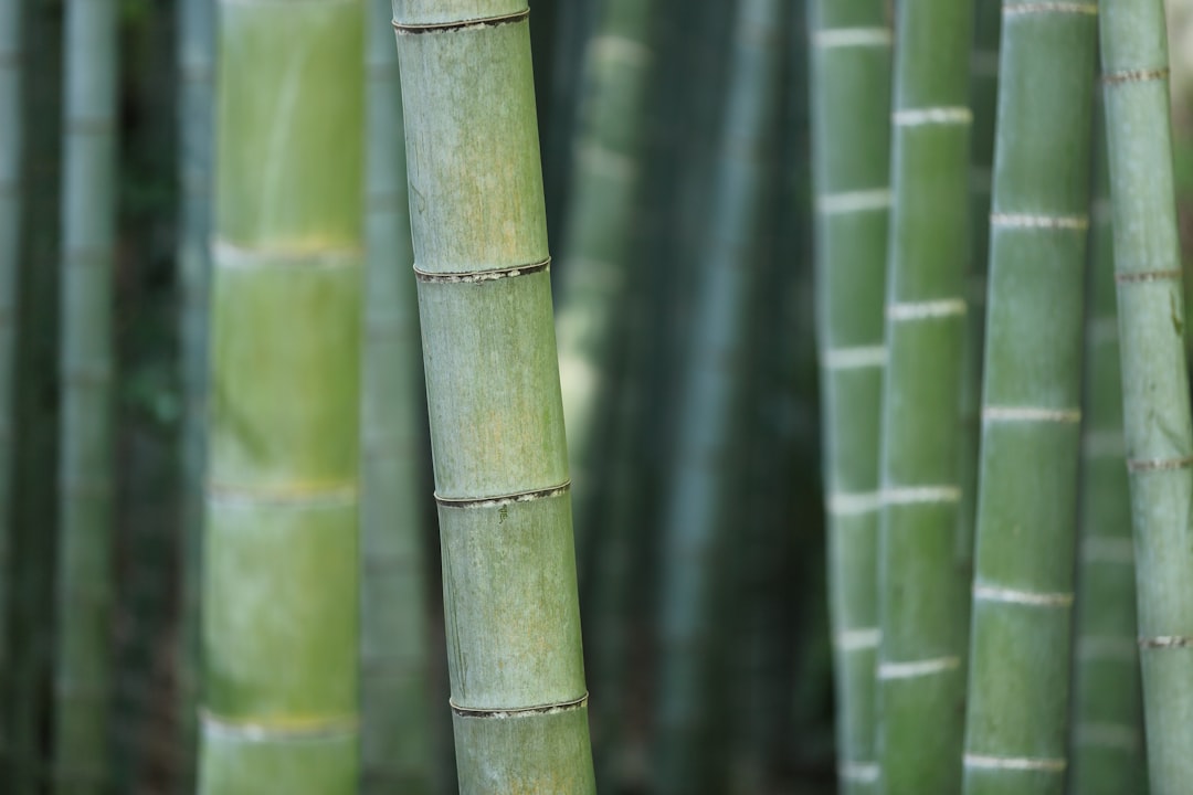 Bamboo Worms (image credits: unsplash)