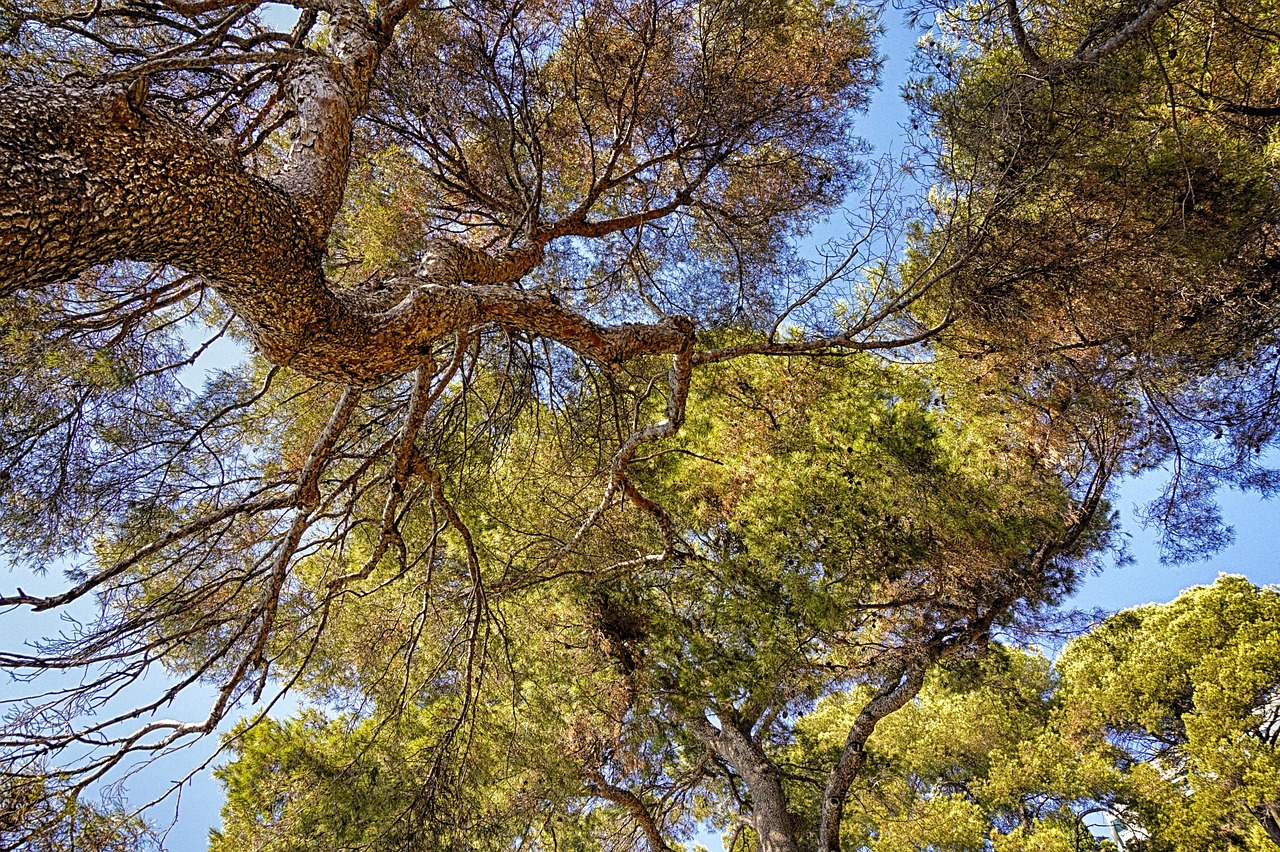 Environmental Concerns and Sustainable Tourism (image credits: pixabay)